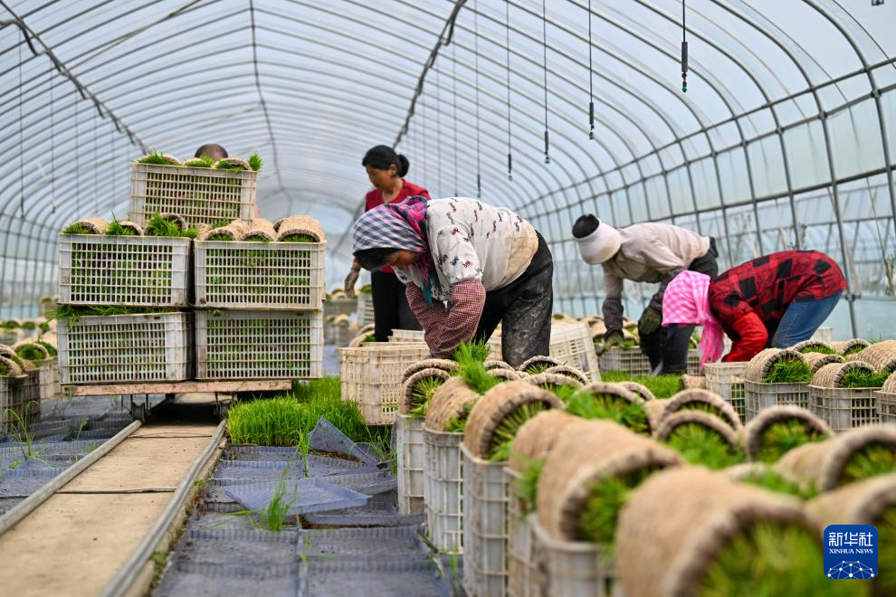 天津小站稻进入插秧季