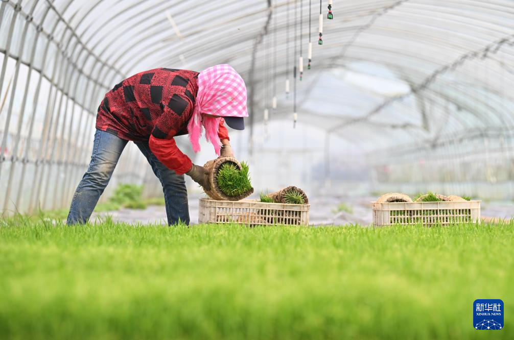 天津小站稻进入插秧季