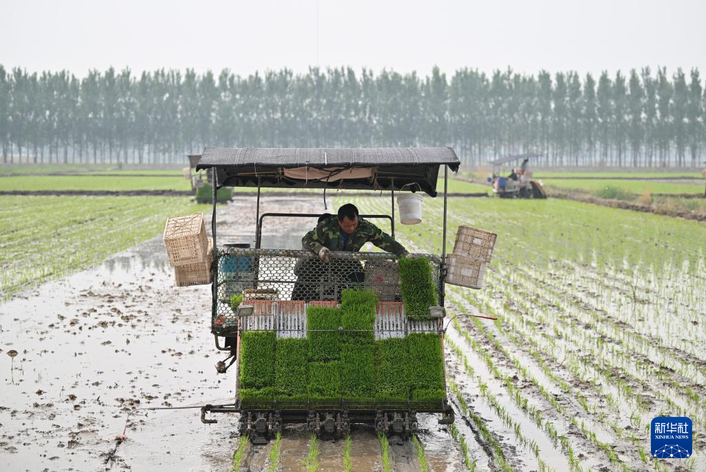 天津小站稻进入插秧季