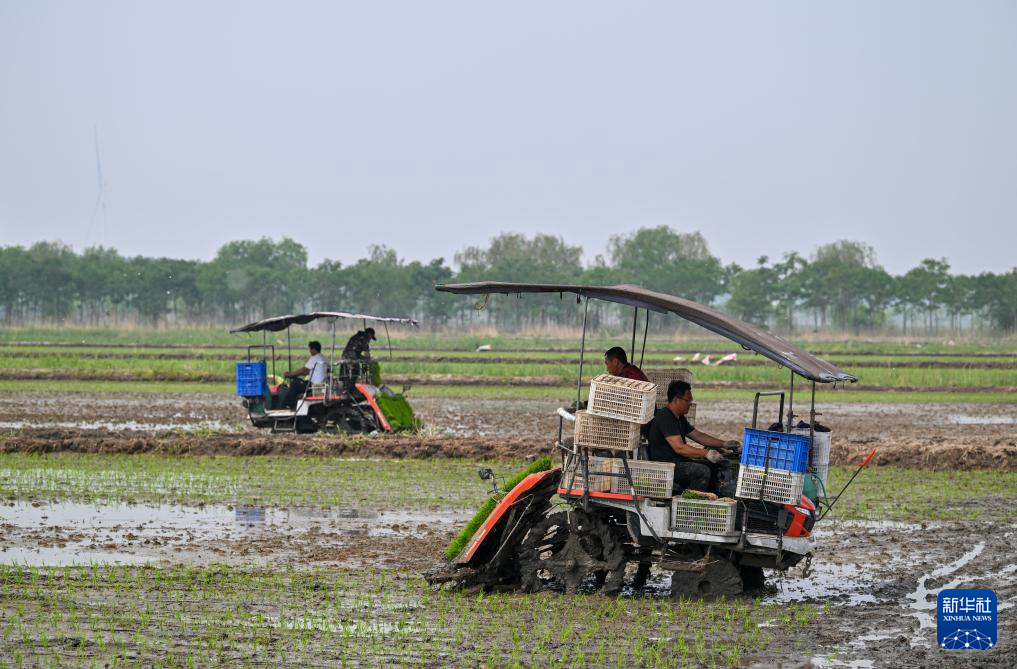 天津小站稻进入插秧季