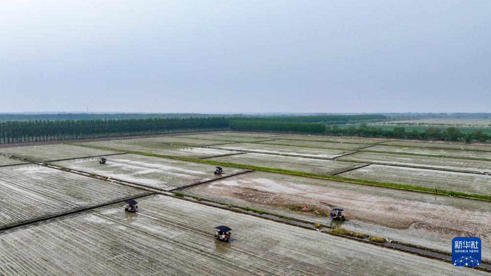 天津小站稻进入插秧季