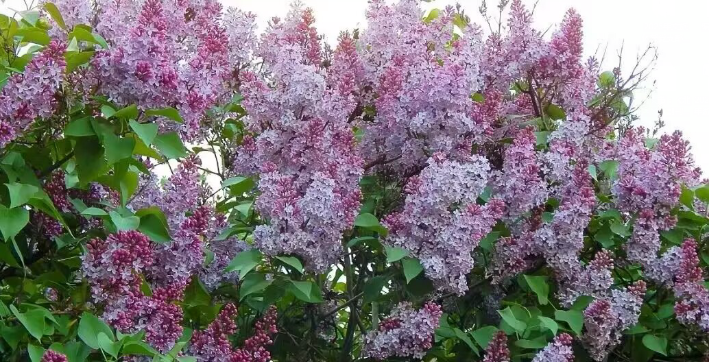 最美冰城五月间（三首）