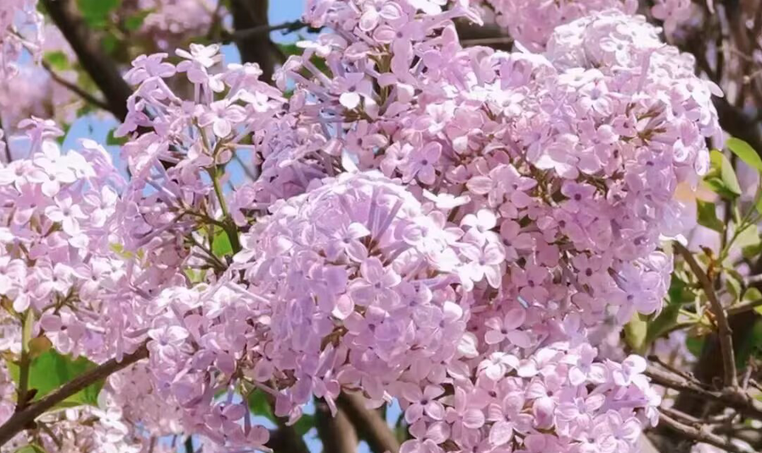 最美冰城五月间（三首）