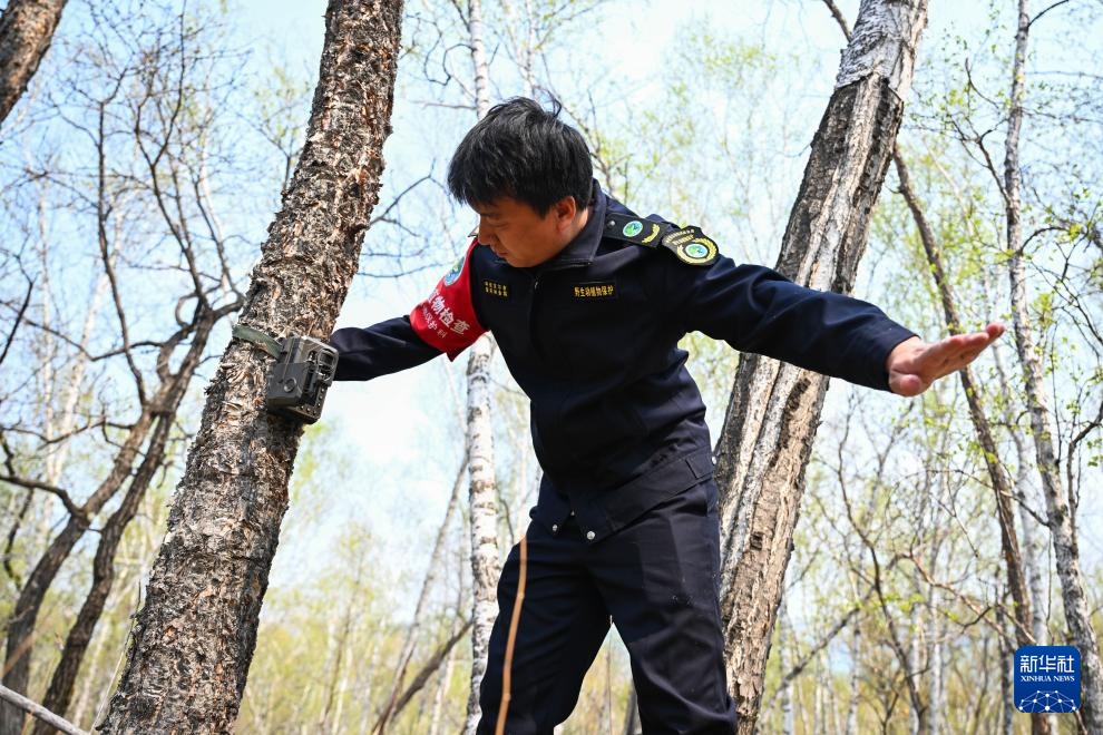 图片故事|大兴安岭的生物多样性守护者