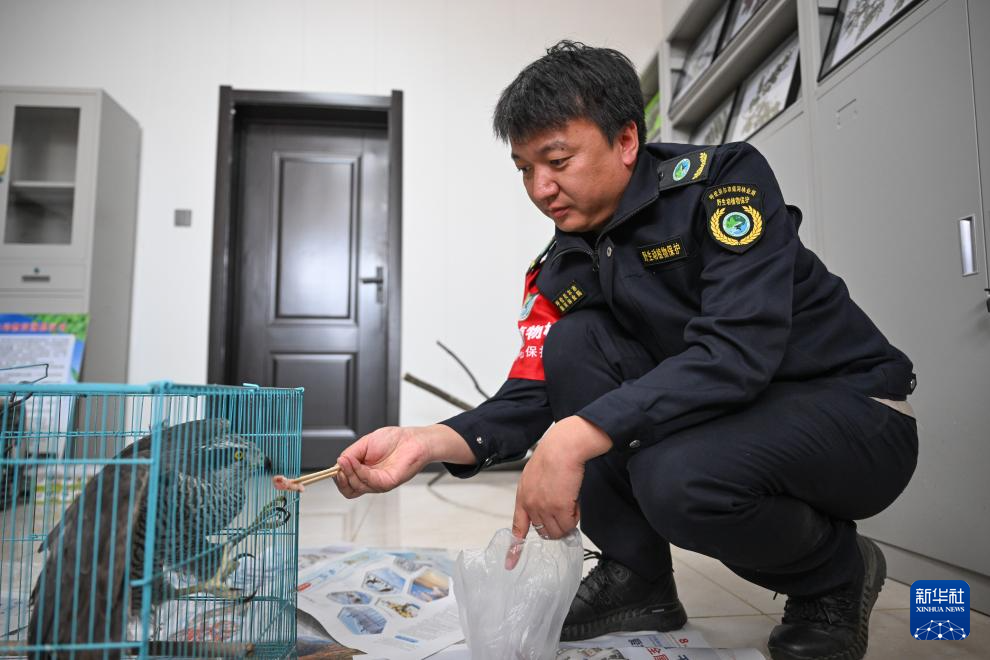 图片故事|大兴安岭的生物多样性守护者