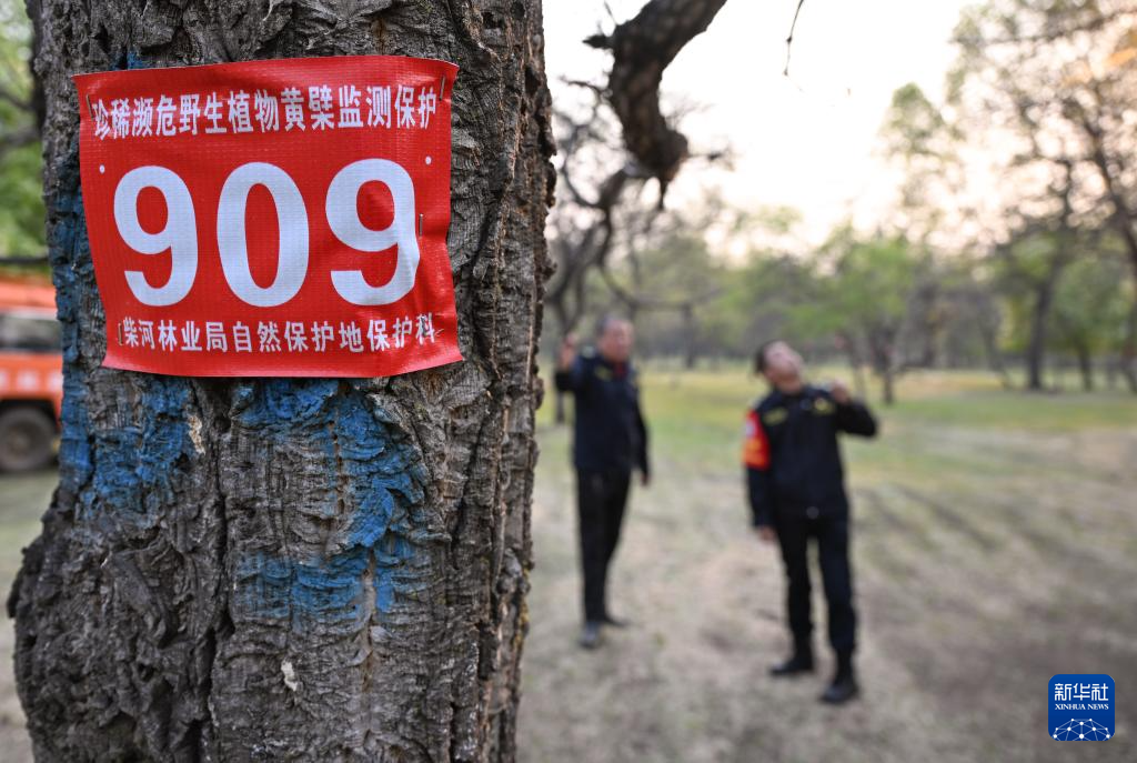 图片故事|大兴安岭的生物多样性守护者