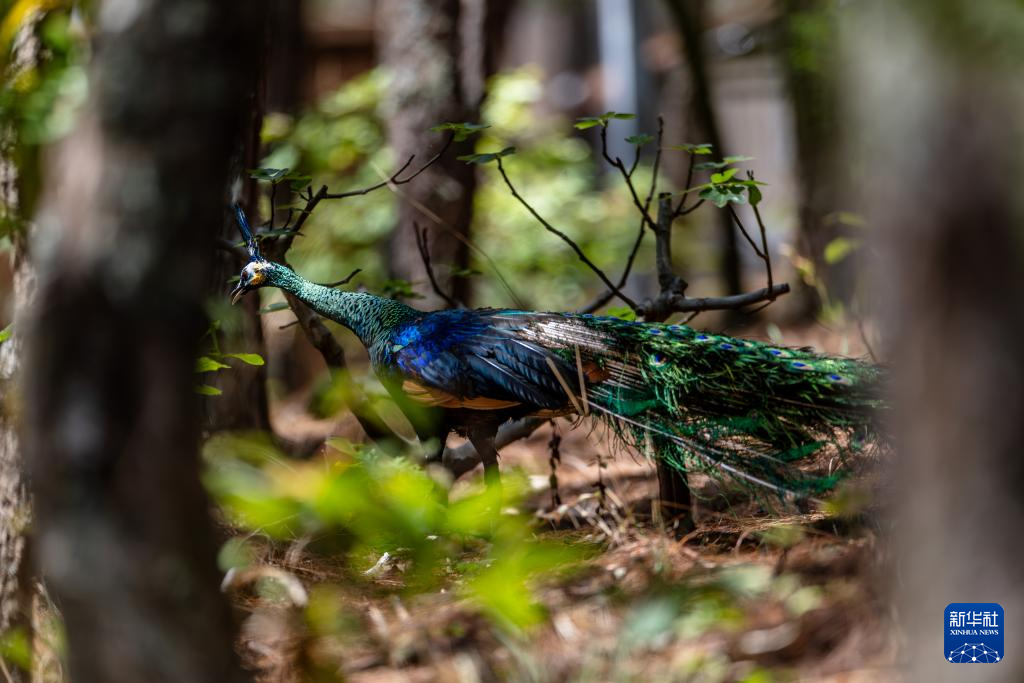 濒危物种绿孔雀人工繁育与野化放归试验取得关键进展