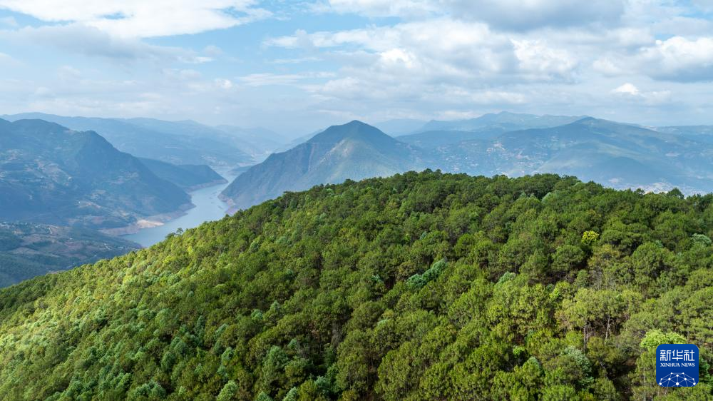 濒危物种绿孔雀人工繁育与野化放归试验取得关键进展