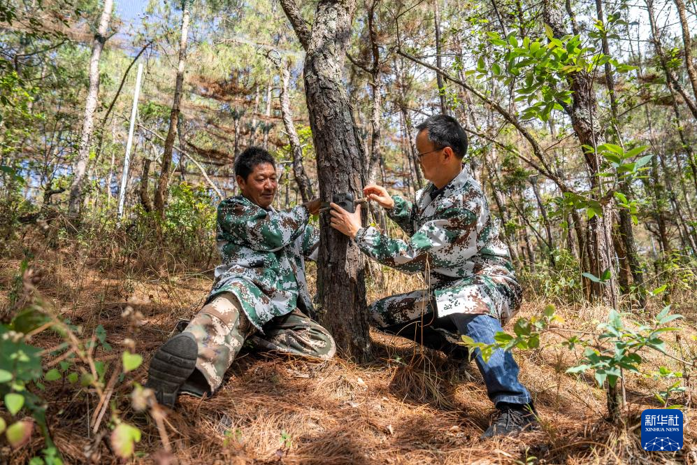 濒危物种绿孔雀人工繁育与野化放归试验取得关键进展