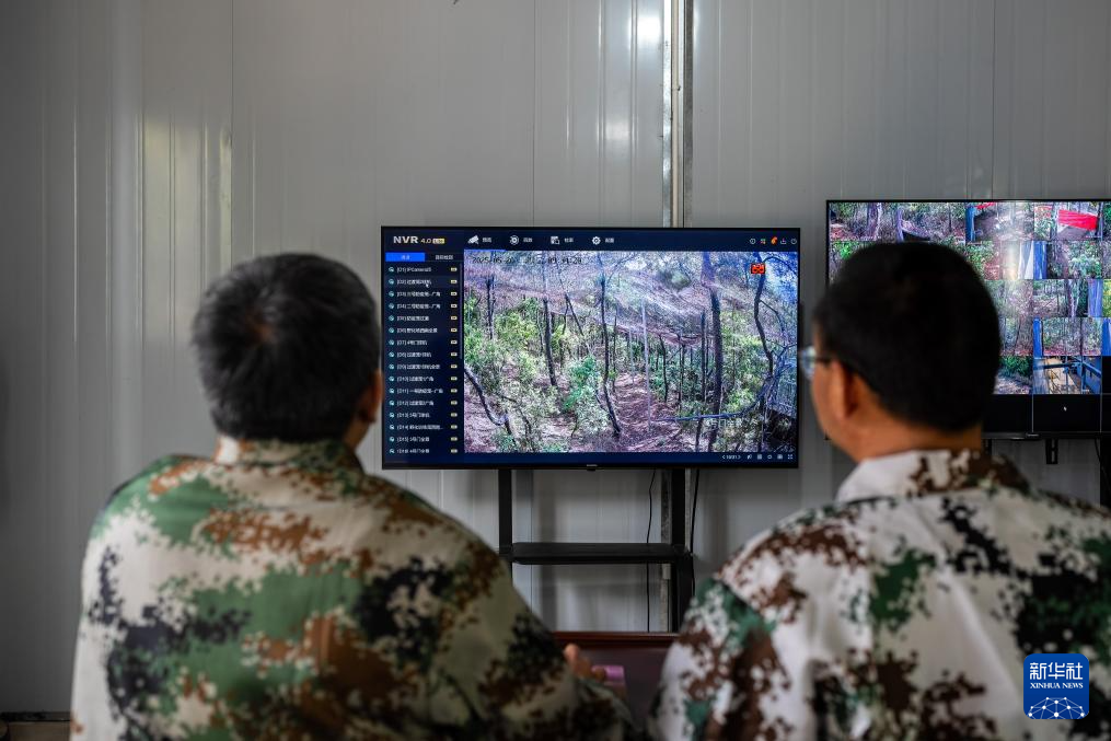 濒危物种绿孔雀人工繁育与野化放归试验取得关键进展