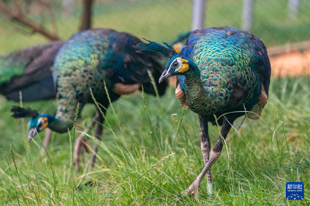 濒危物种绿孔雀人工繁育与野化放归试验取得关键进展