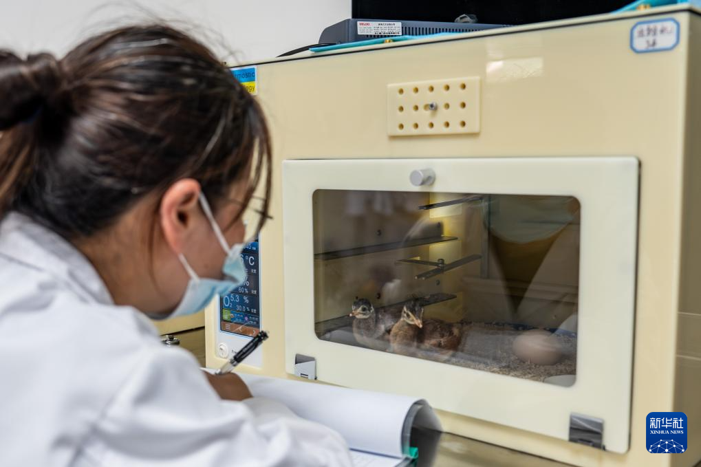 濒危物种绿孔雀人工繁育与野化放归试验取得关键进展