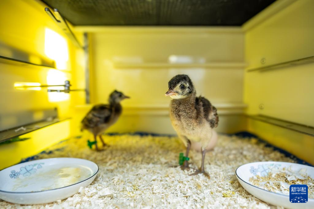 濒危物种绿孔雀人工繁育与野化放归试验取得关键进展