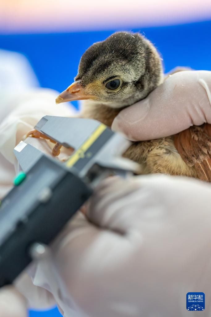 濒危物种绿孔雀人工繁育与野化放归试验取得关键进展