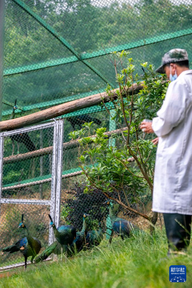 濒危物种绿孔雀人工繁育与野化放归试验取得关键进展