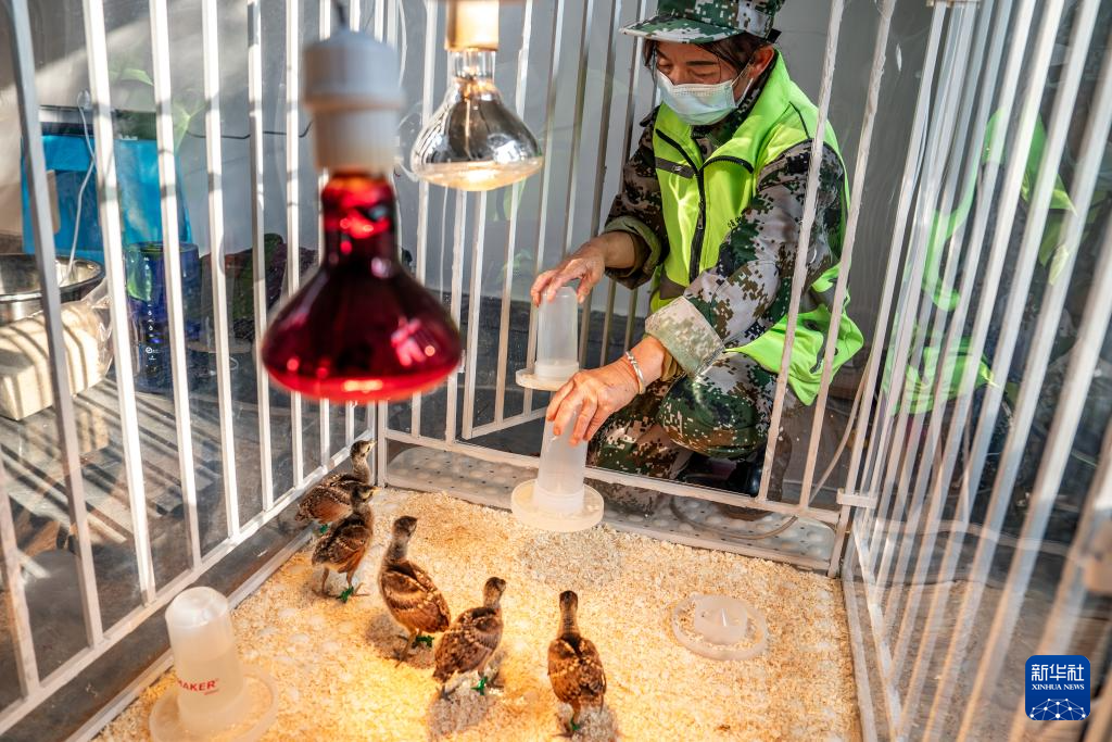 濒危物种绿孔雀人工繁育与野化放归试验取得关键进展