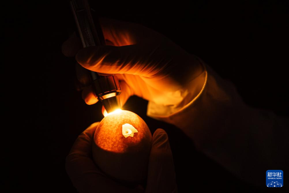 濒危物种绿孔雀人工繁育与野化放归试验取得关键进展