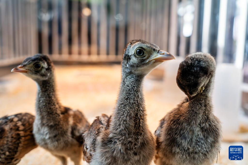 濒危物种绿孔雀人工繁育与野化放归试验取得关键进展