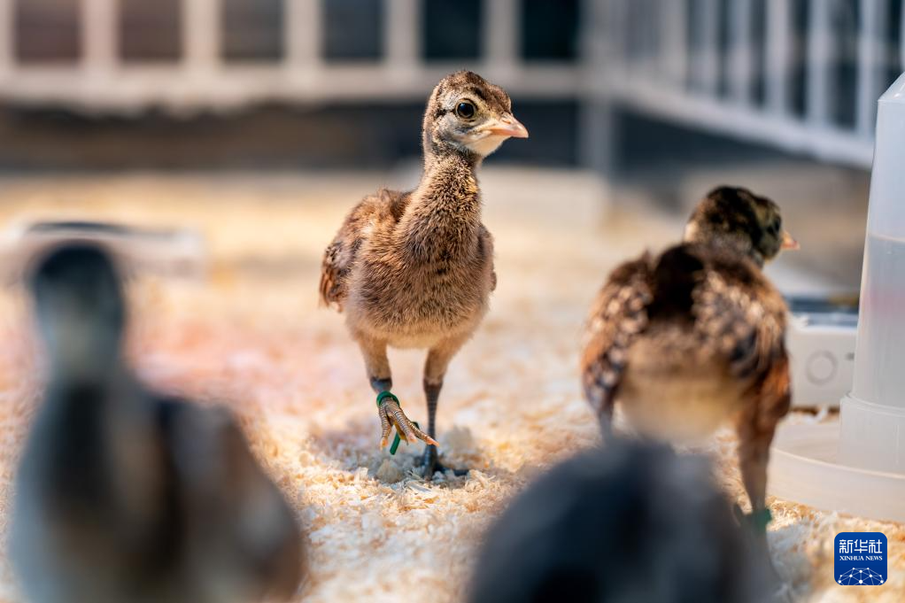 濒危物种绿孔雀人工繁育与野化放归试验取得关键进展