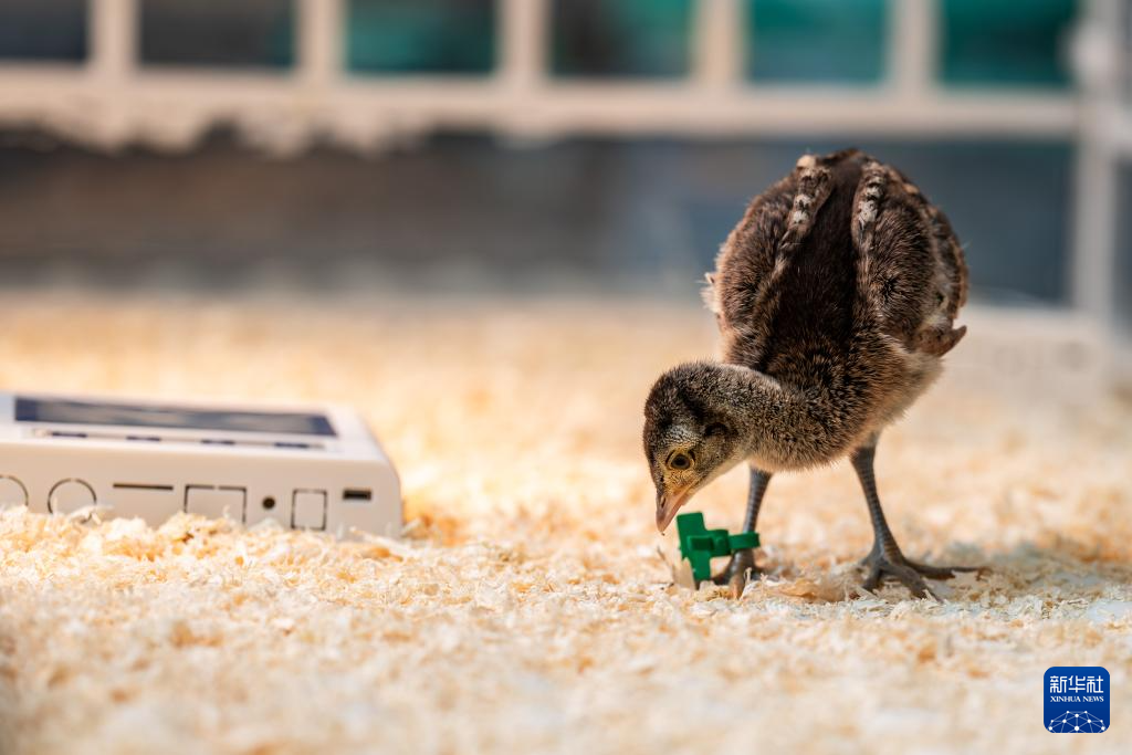 濒危物种绿孔雀人工繁育与野化放归试验取得关键进展