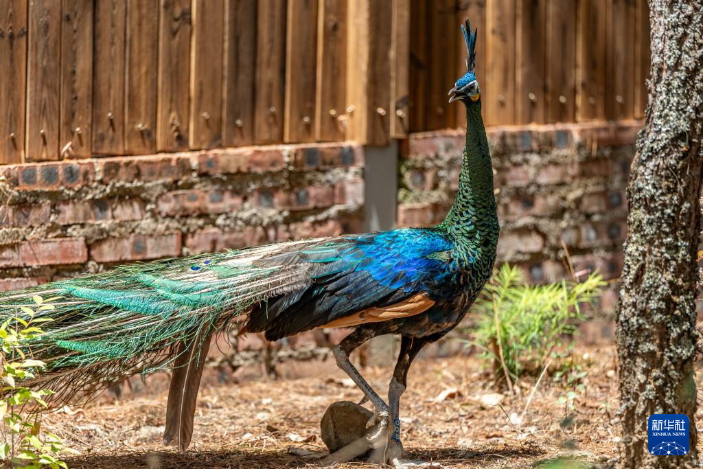 濒危物种绿孔雀人工繁育与野化放归试验取得关键进展