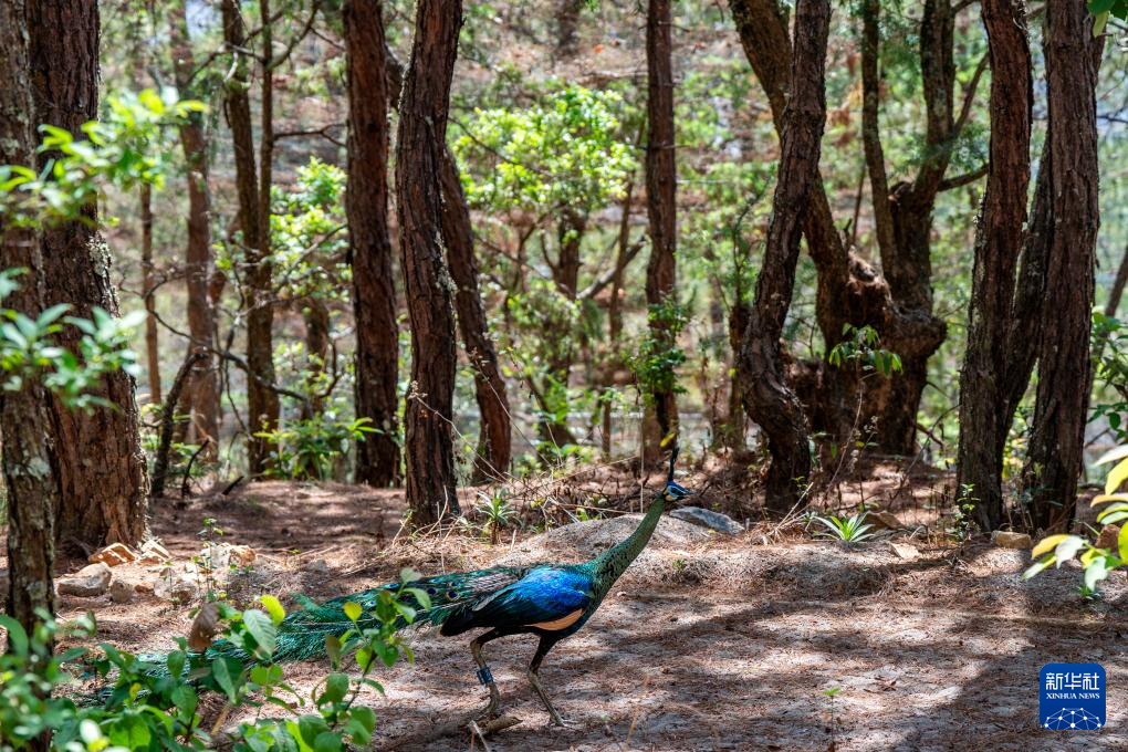 濒危物种绿孔雀人工繁育与野化放归试验取得关键进展