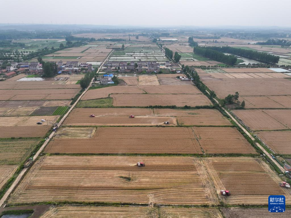 江苏盱眙:种粮大户喜获丰收