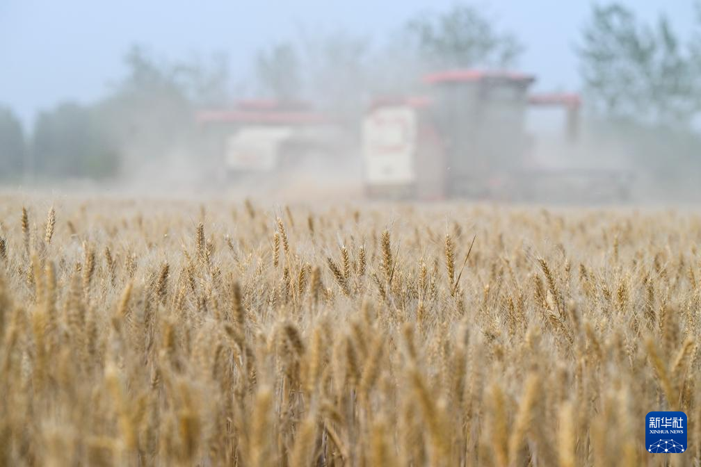 江苏盱眙:种粮大户喜获丰收