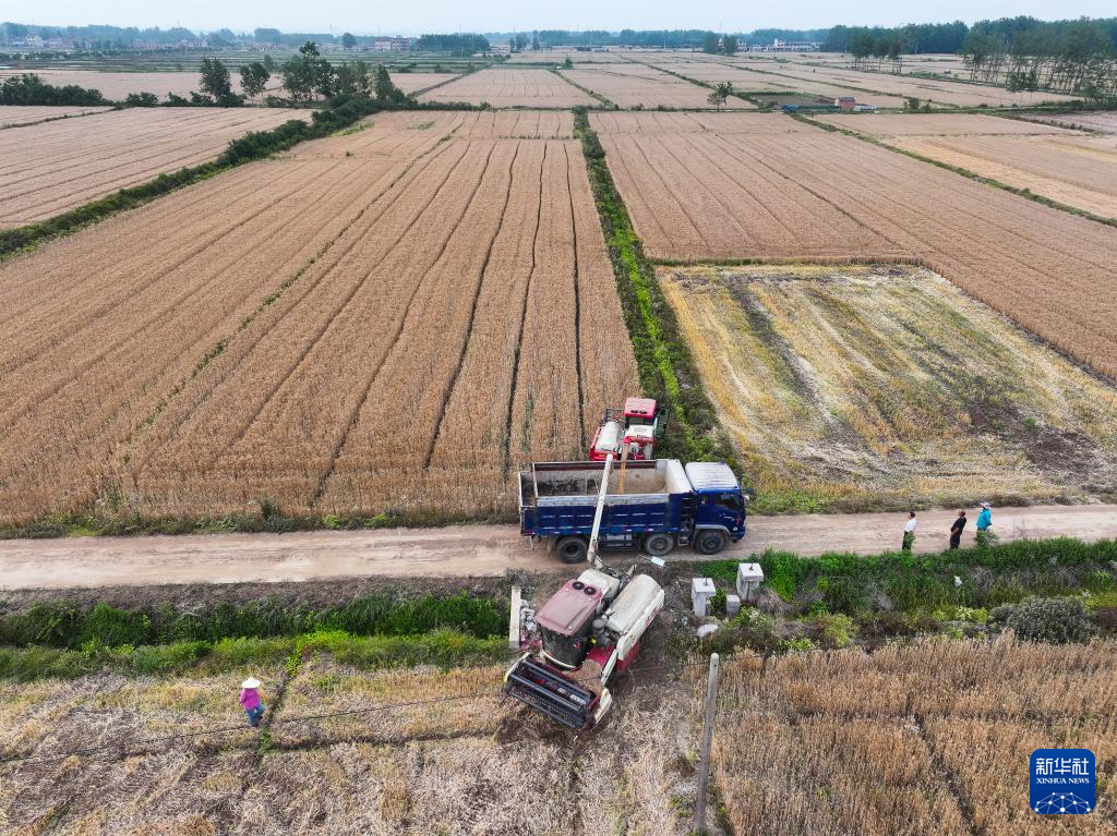 江苏盱眙:种粮大户喜获丰收