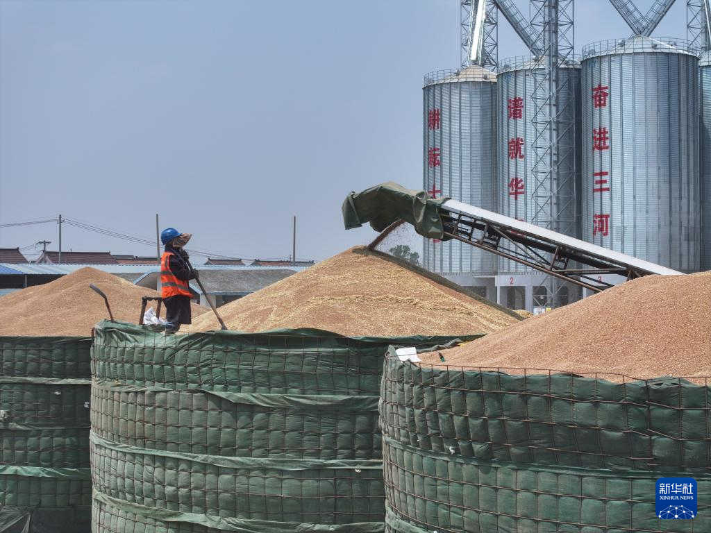 江苏盱眙:三河农场夏收夏种忙