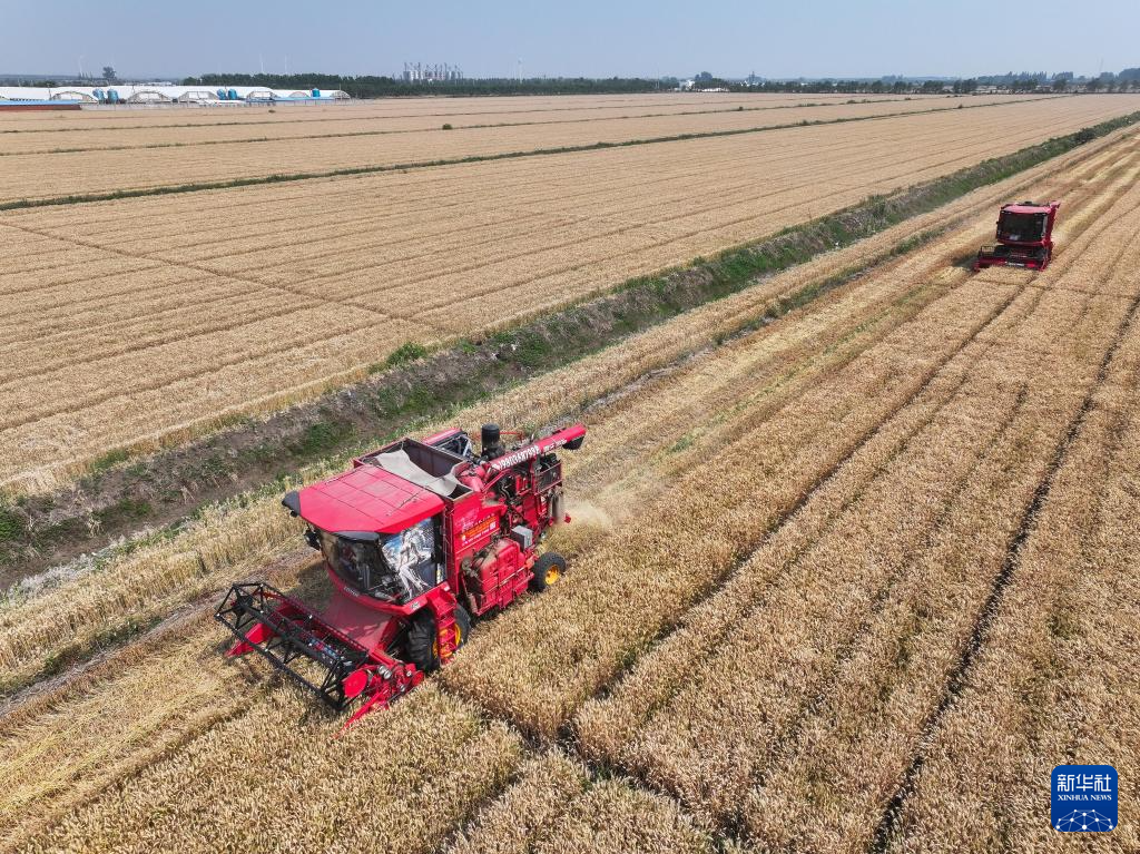 江苏盱眙:三河农场夏收夏种忙
