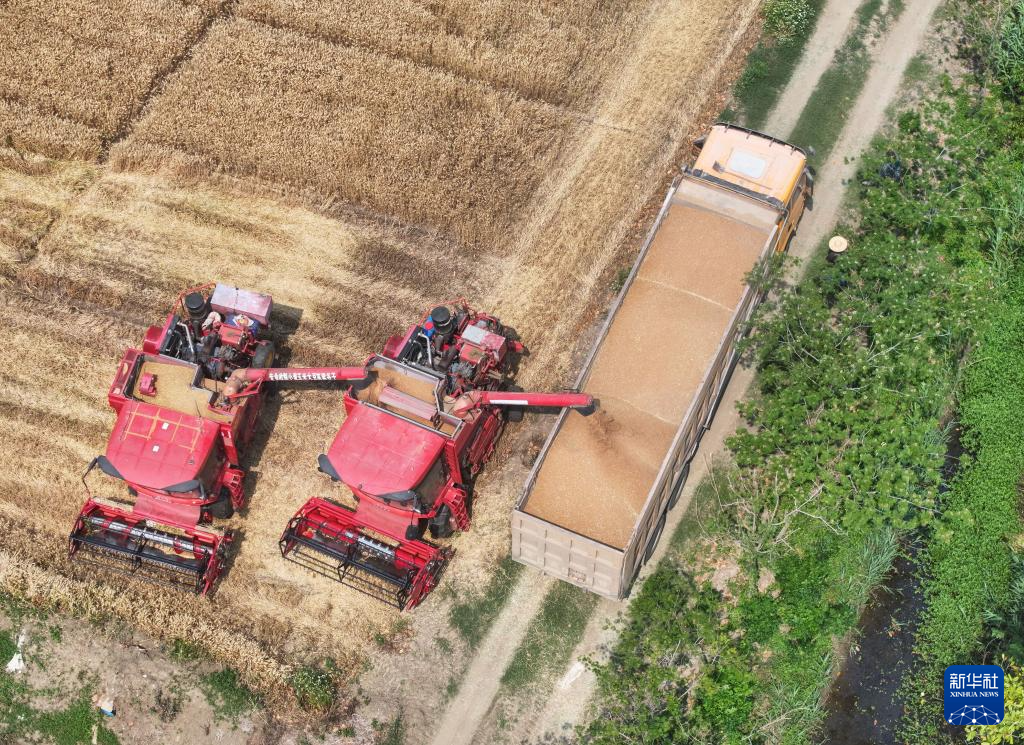 江苏盱眙:三河农场夏收夏种忙