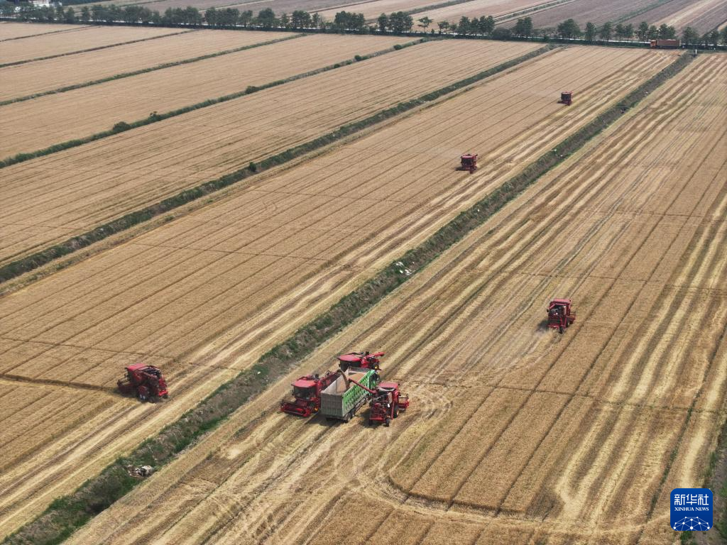 江苏盱眙:三河农场夏收夏种忙