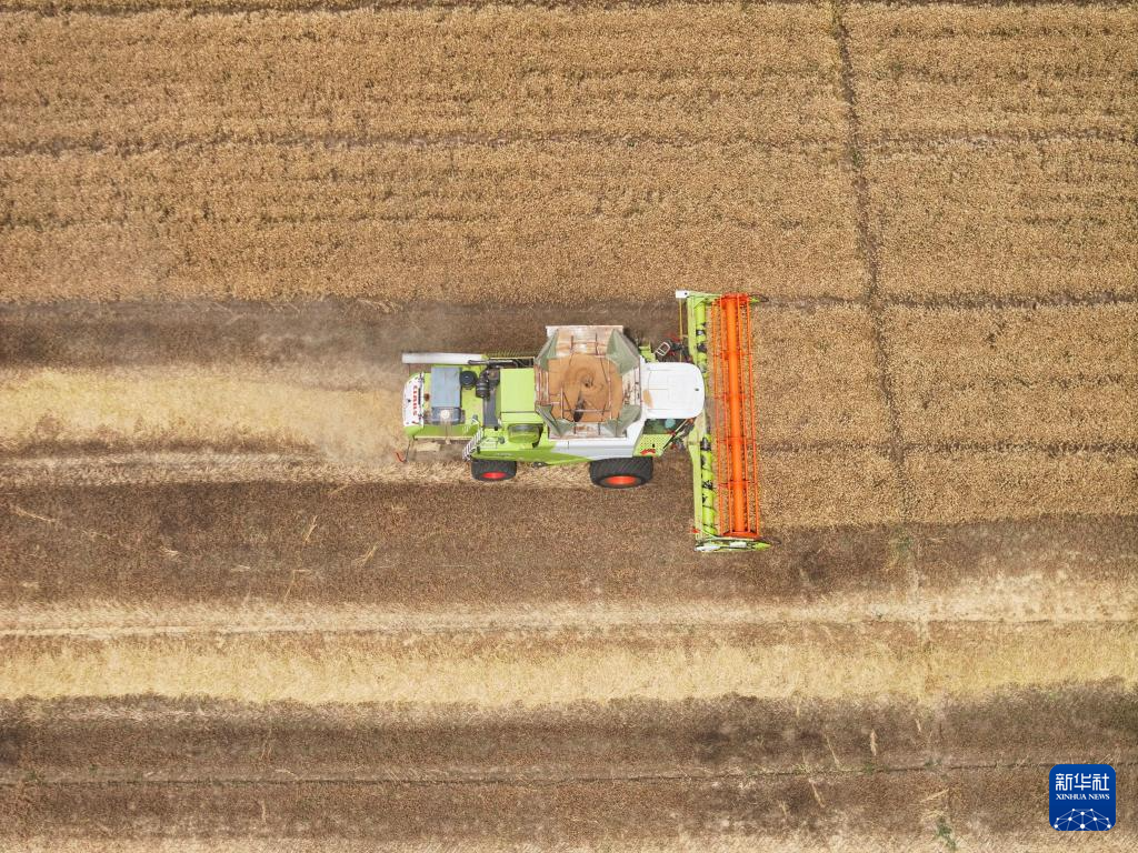江苏盱眙:三河农场夏收夏种忙