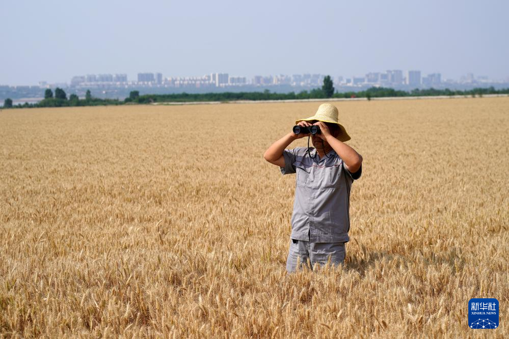 多种粮 种好粮——晋南“麦田夫妻档”忙夏收
