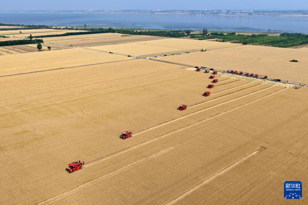 多种粮 种好粮——晋南“麦田夫妻档”忙夏收