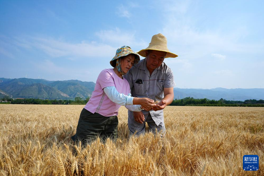 多种粮 种好粮——晋南“麦田夫妻档”忙夏收