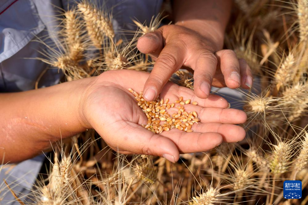多种粮 种好粮——晋南“麦田夫妻档”忙夏收