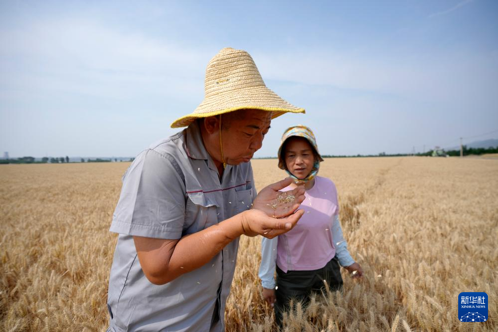 多种粮 种好粮——晋南“麦田夫妻档”忙夏收