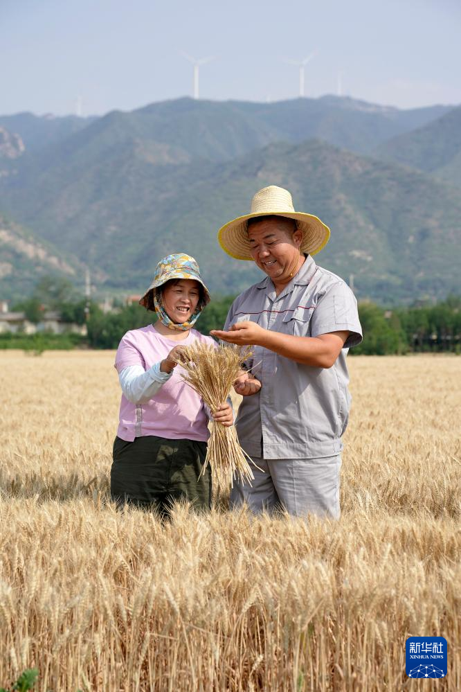 多种粮 种好粮——晋南“麦田夫妻档”忙夏收