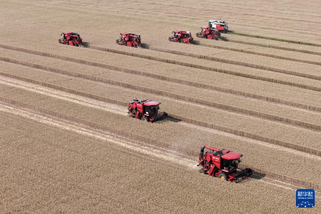 多种粮 种好粮——晋南“麦田夫妻档”忙夏收
