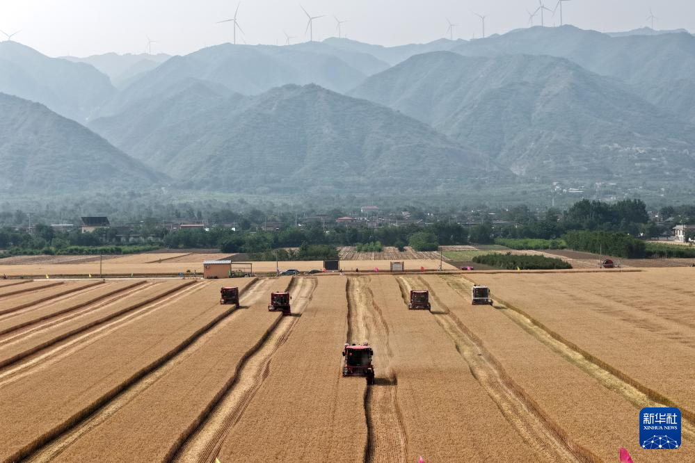 多种粮 种好粮——晋南“麦田夫妻档”忙夏收