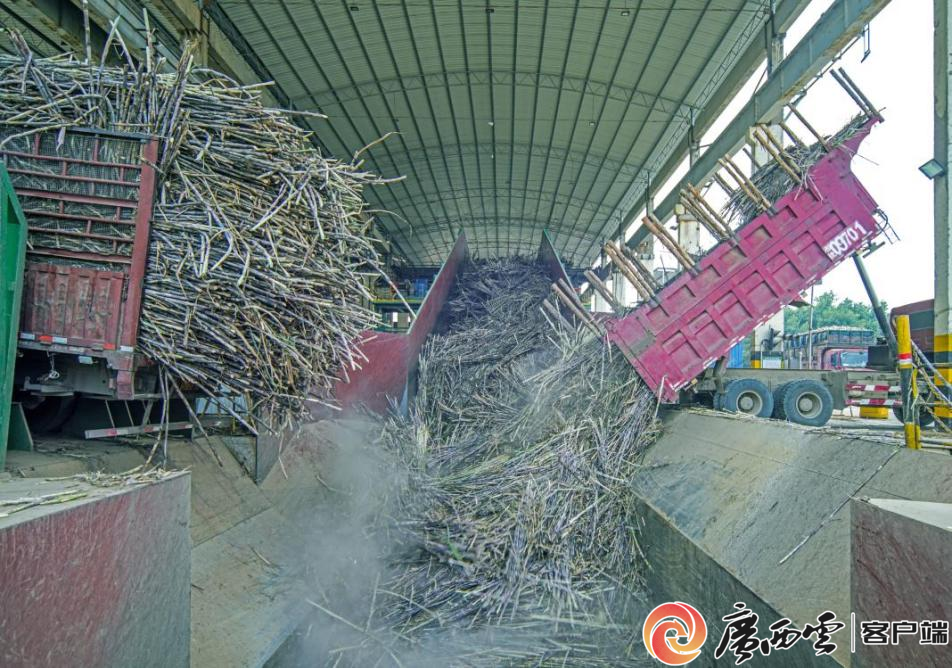 镜头下的现代糖企，科技赋能甜蜜产业