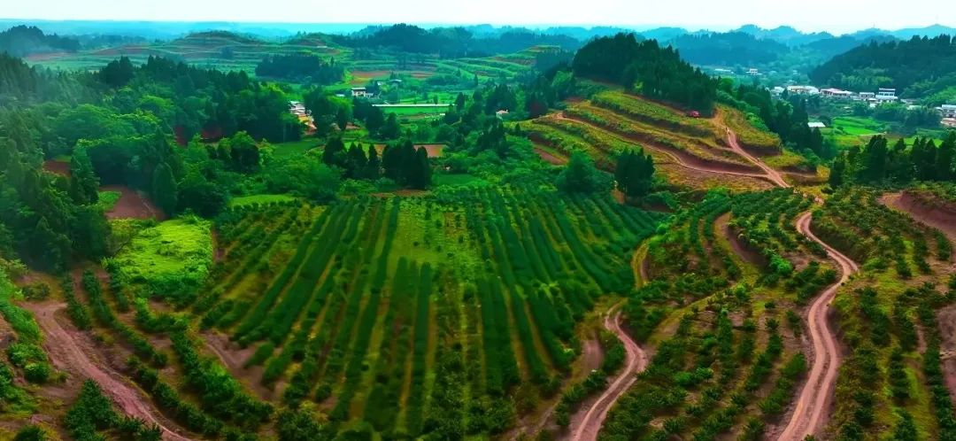 “镇”兴关键词①|重庆市潼南区双江镇：清华“张技术”的镇兴“椒”响曲