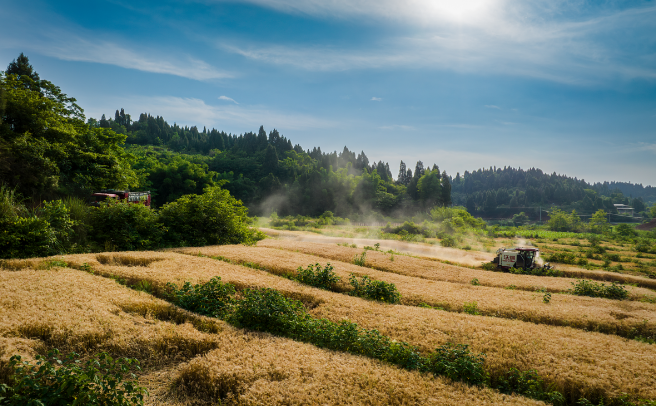 “镇”兴关键词①|重庆市潼南区双江镇：清华“张技术”的镇兴“椒”响曲
