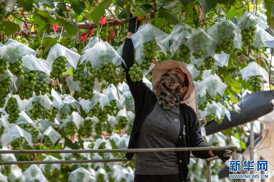 云南蒙自:认养“共享葡萄树”