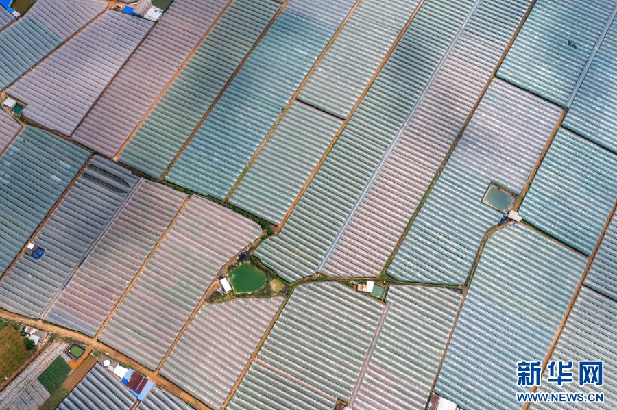 云南蒙自:认养“共享葡萄树”