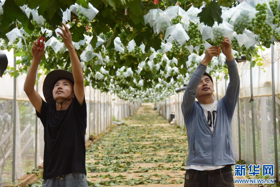 云南蒙自:认养“共享葡萄树”