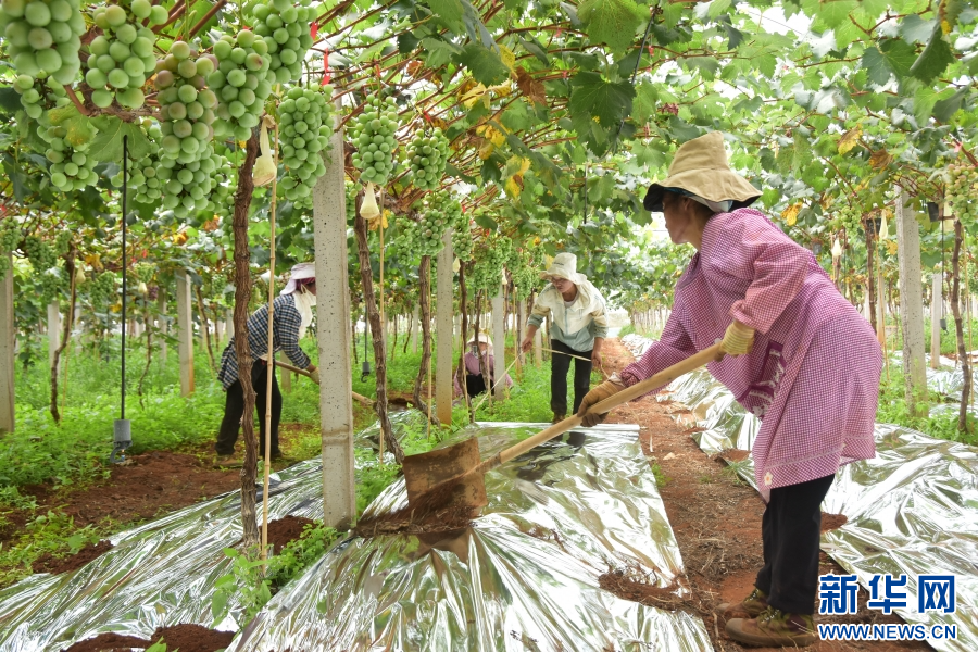 云南蒙自:认养“共享葡萄树”