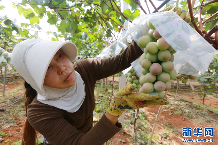 云南蒙自:认养“共享葡萄树”